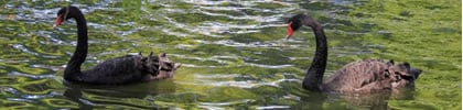 Después del brexit, ¿sobrevuela cerca algún otro cisne negro?