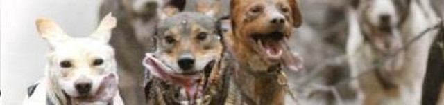 Los perros de la bolsa son 4 para 2014...con Santander pisando cerca