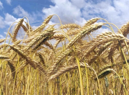 Materias primas agrícolas: se mantienen las perspectivas alcistas