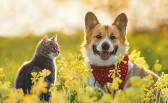 Longevidad de las mascotas: aumenta la esperanza de vida de nuestros peludos compañeros