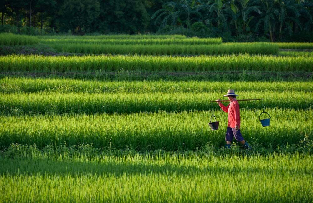 Alimentar a Asia implicará soluciones de alta tecnología