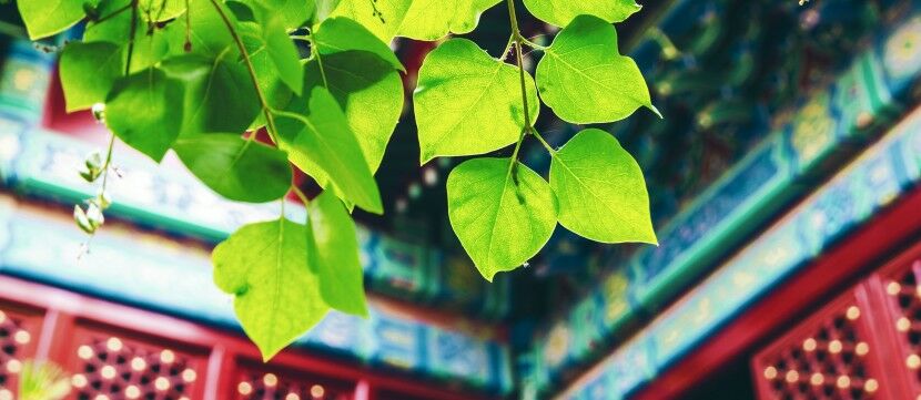 El viaje de China en materia de ESG: ¿sigue su curso?