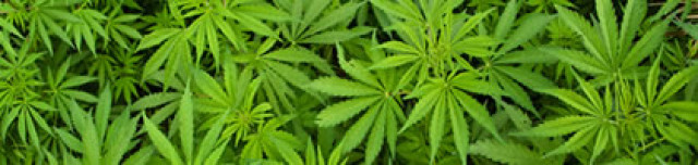 Acciones para invertir en el negocio de la marihuana